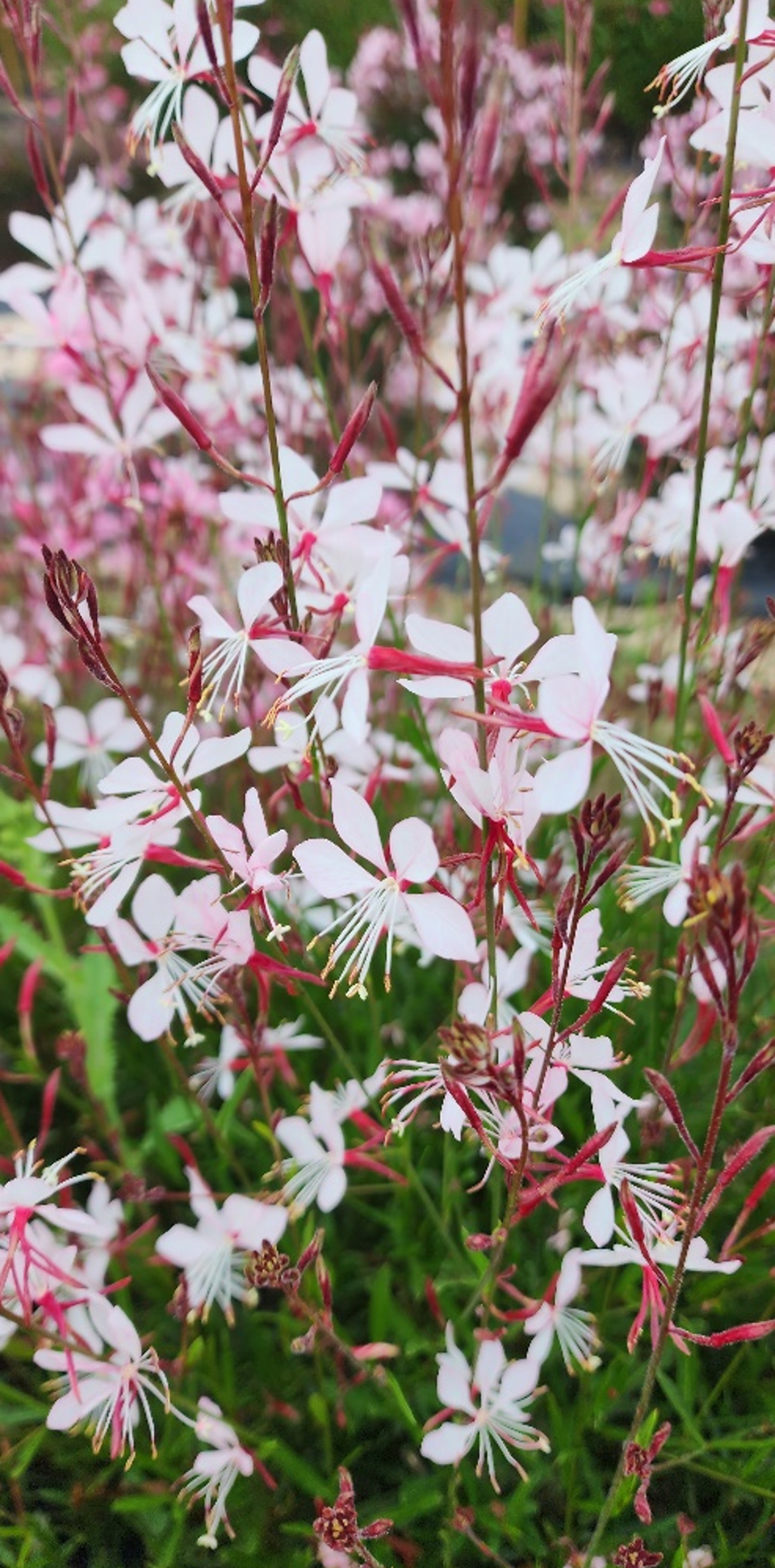 Gaura lindheimeri ‘White Ribbon’